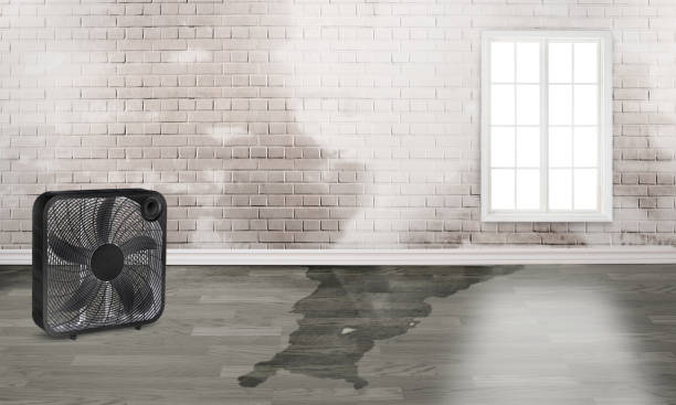Best Flood restoration services  in Kenton, OH